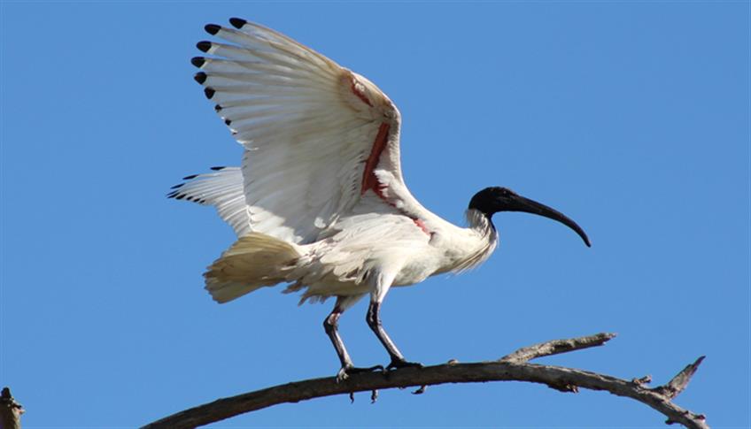 Ibis: tra sacro e profano